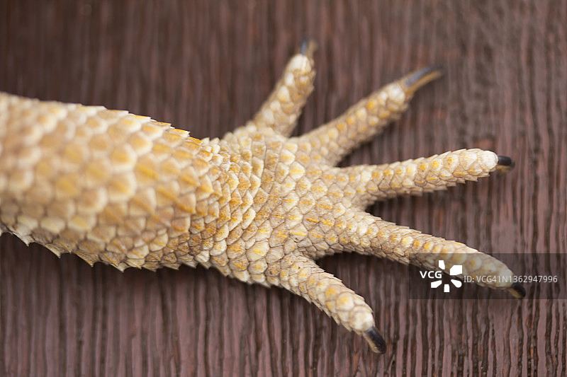 爬行动物爪子图片素材