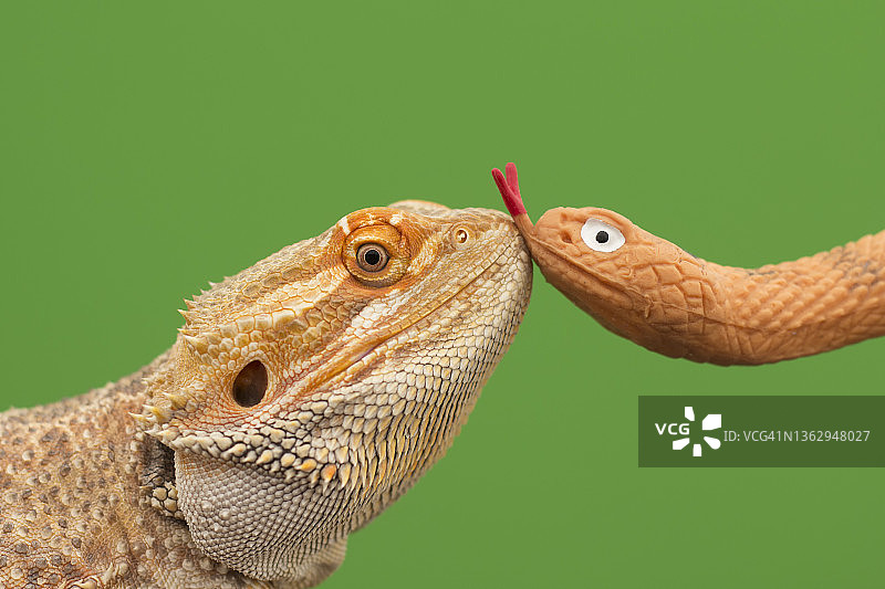 动物亲吻图片素材