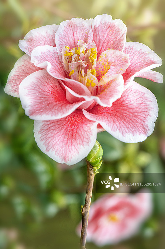 美丽的山茶花‘真我’粉白色春季花朵特写图片素材