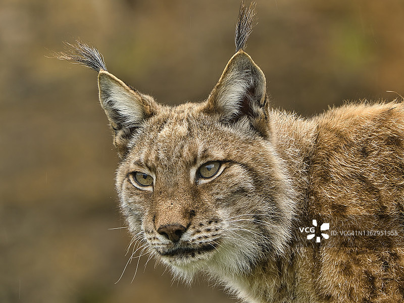 欧亚猞猁看着相机的 портрет图片素材