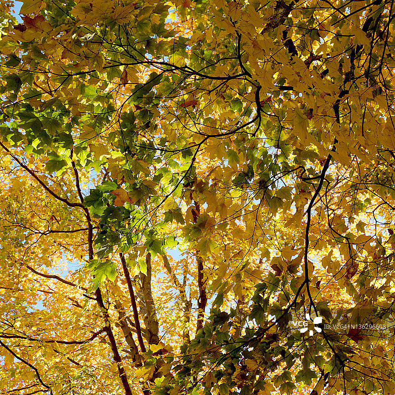 仰望阳光洒落的秋日橡树叶图片素材