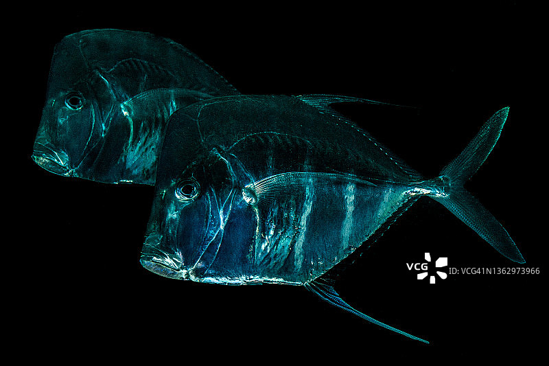 大眼鲳鲹图片素材