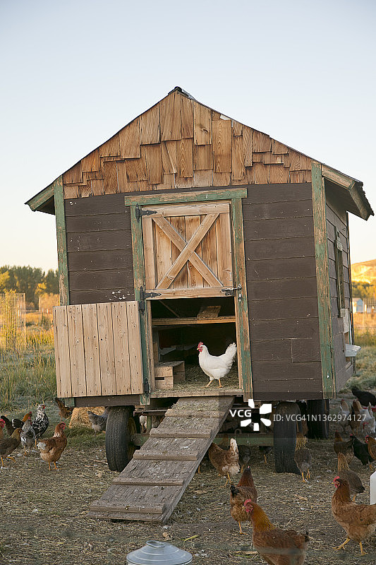 有机散养鸡图片素材