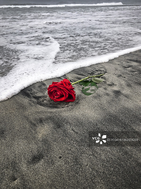 海滩上的红玫瑰图片素材