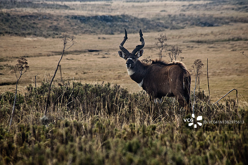 山地尼亚拉羚羊（埃塞俄比亚）图片素材