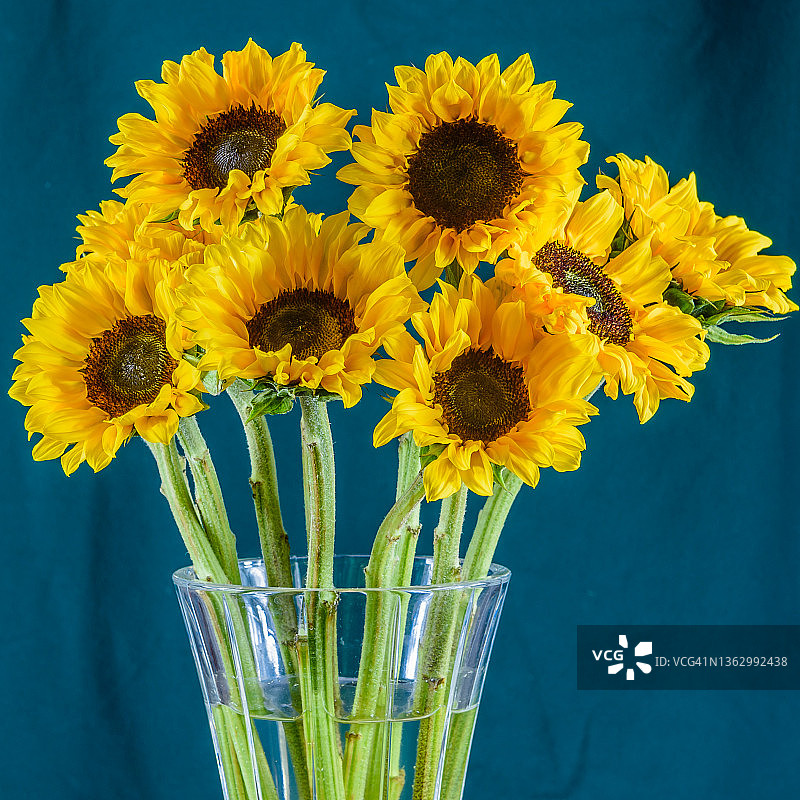 梵高风格的玻璃花瓶向日葵图片素材