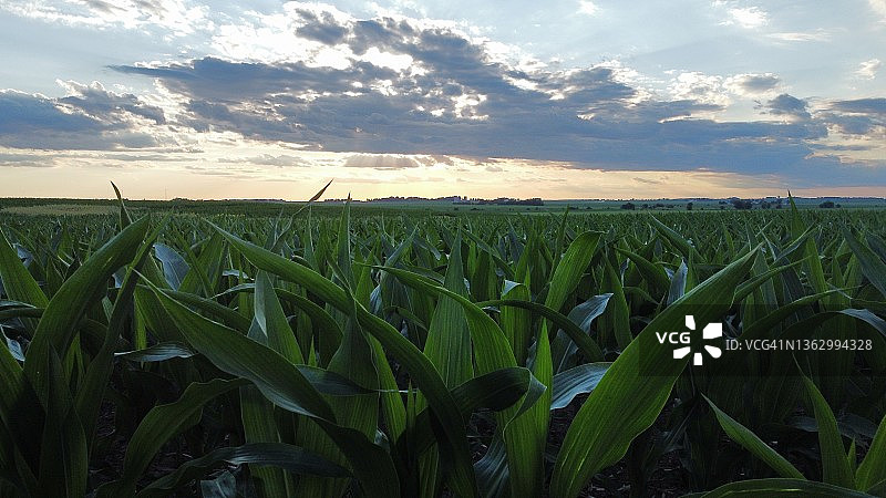 透过秸秆图片素材