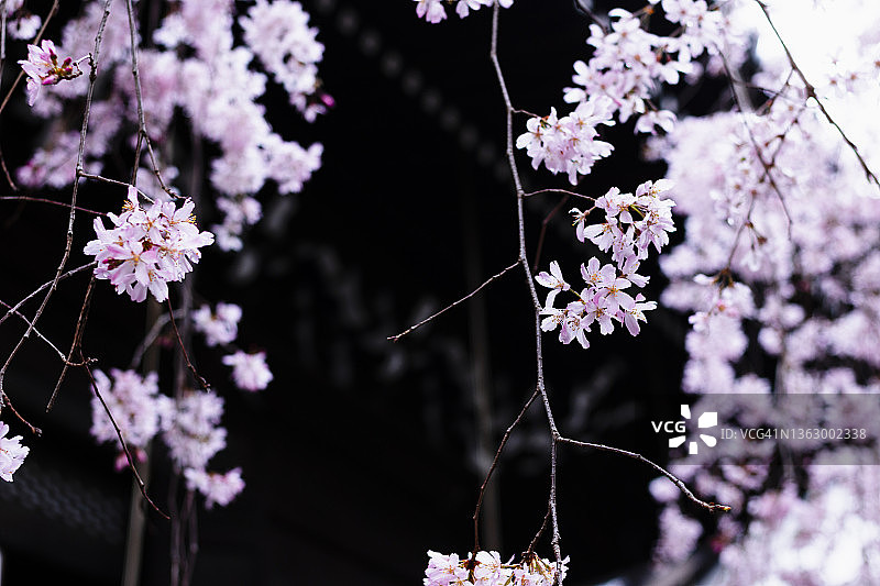 哭泣的樱花图片素材