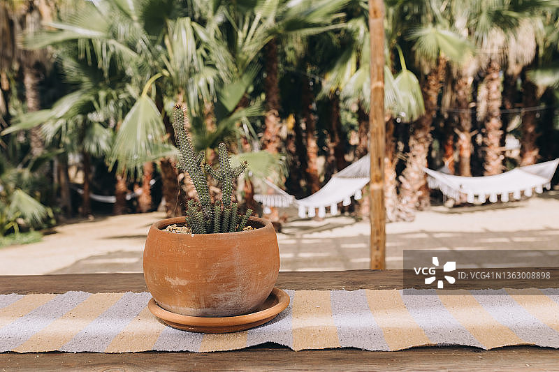 陶土花盆中的仙人掌，背景是棕榈树和吊床图片素材