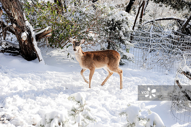 雪地里觅食的幼年雌鹿图片素材