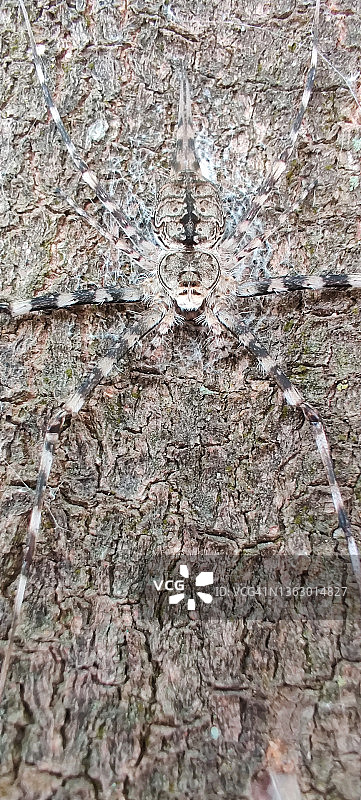 树蜘蛛图片素材