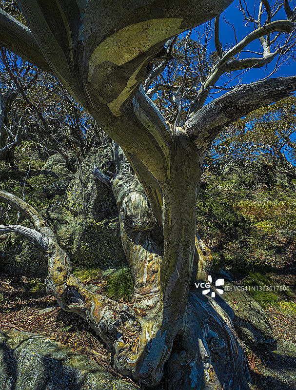 新南威尔士州雪山桉树图片素材