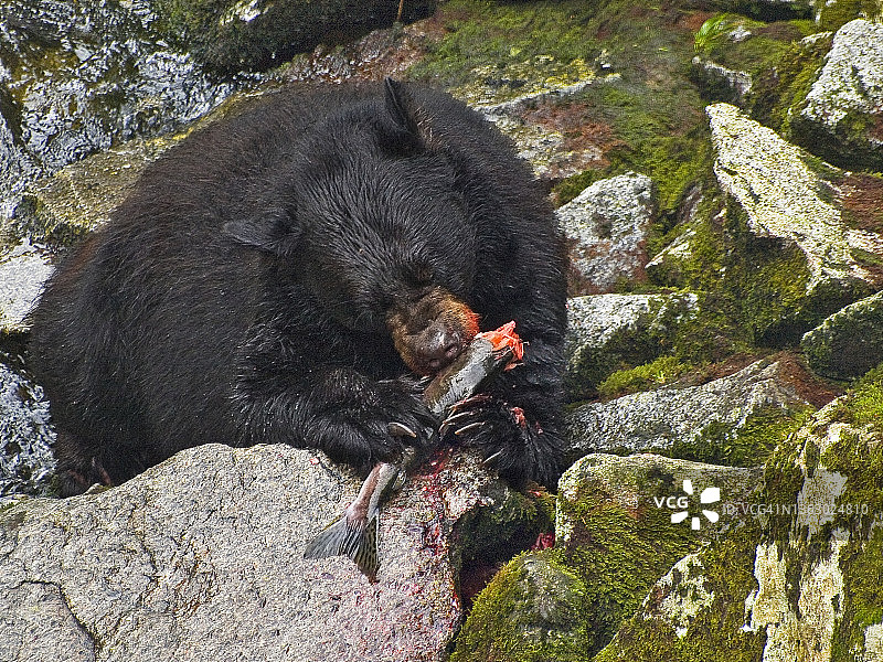黑熊在岩石上吃鲑鱼图片素材