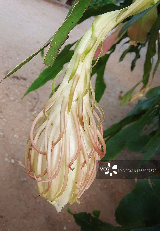 梵天花/昙花非常美丽和稀有的粉白色花朵图片素材
