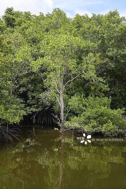 泰国攀牙府的红树林生态系统图片素材