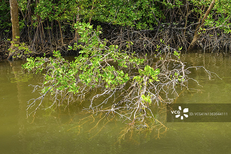 泰国攀牙府的红树林生态系统图片素材
