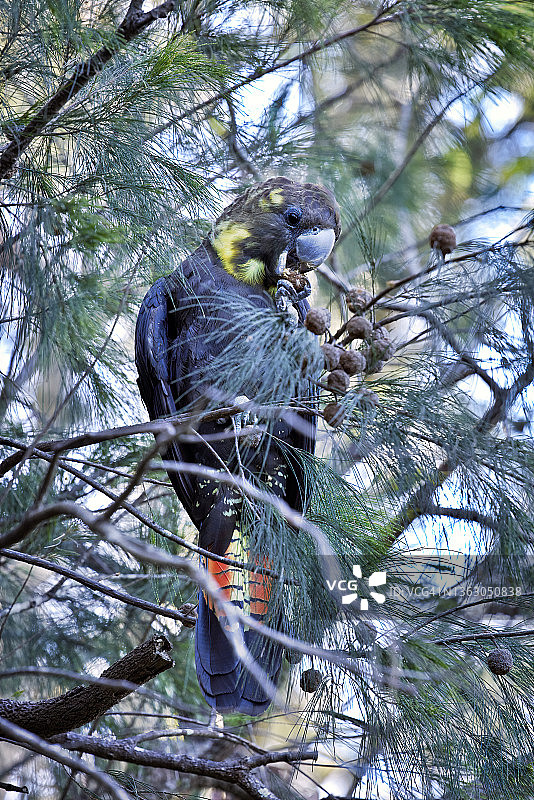 正在觅食种子的黑色凤头鹦鹉图片素材