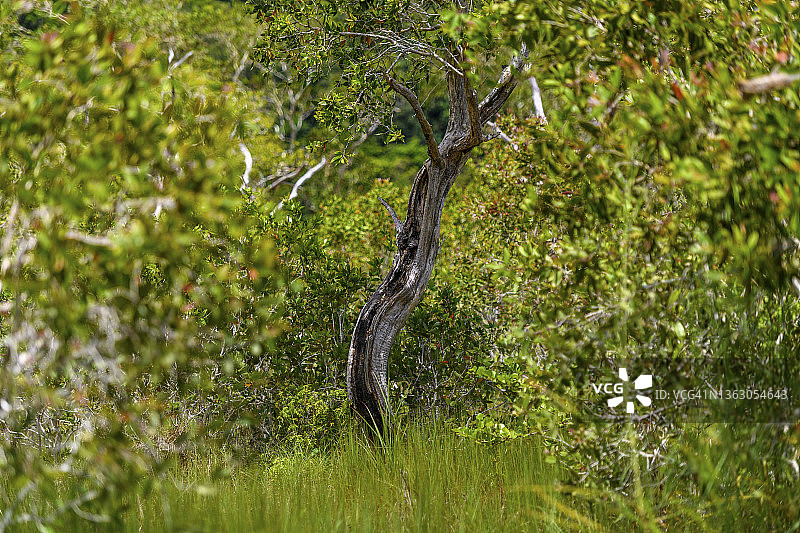 泰国攀牙府的白千层树林图片素材