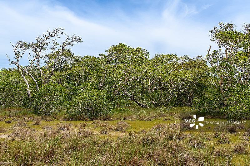 泰国攀牙府的白千层树林图片素材