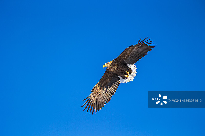 白尾鹰图片素材