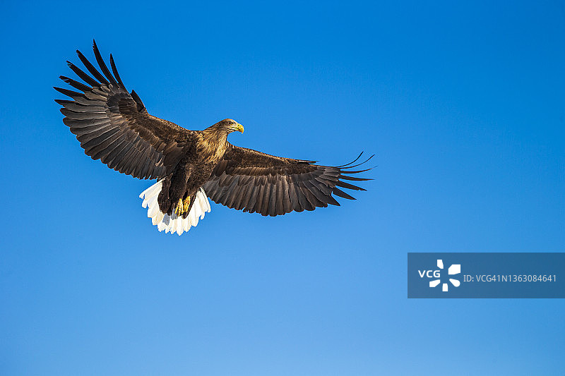 白尾鹰图片素材