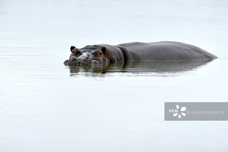 河马图片素材