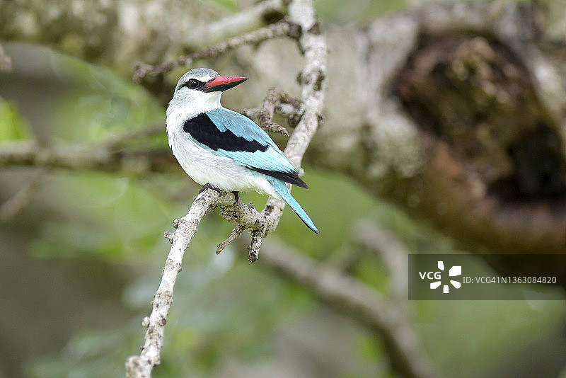森林翠鸟图片素材