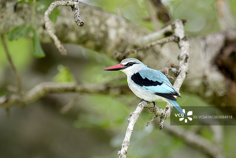 森林翠鸟图片素材