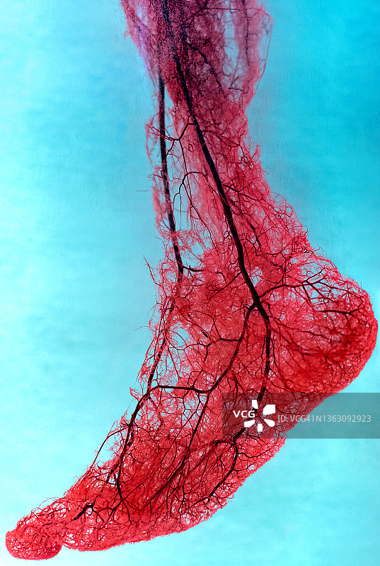 人类足部动脉和静脉图片素材