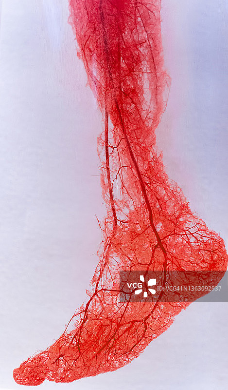 人类足部动脉和静脉图片素材