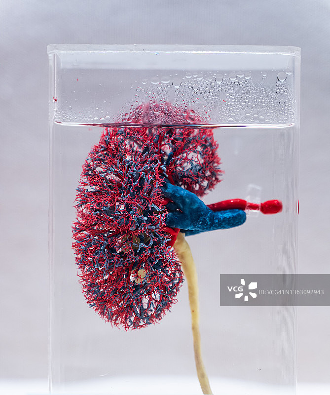 人体肾动脉和静脉图片素材