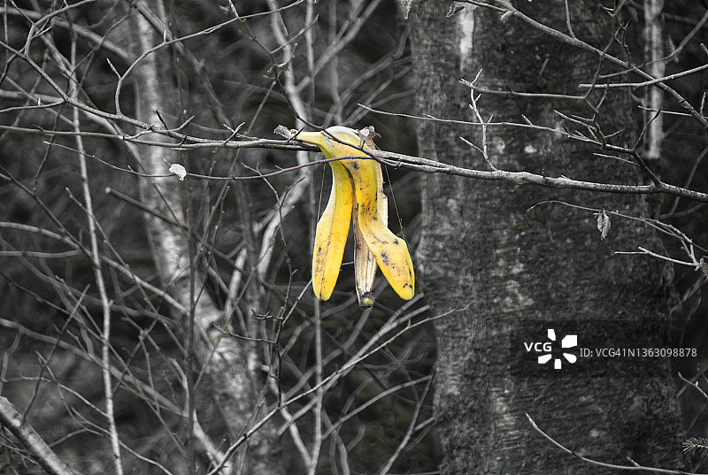 香蕉皮树！图片素材