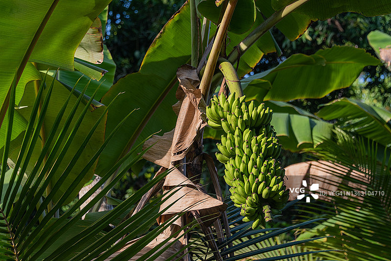 印度喀拉拉邦回水区的香蕉树图片素材