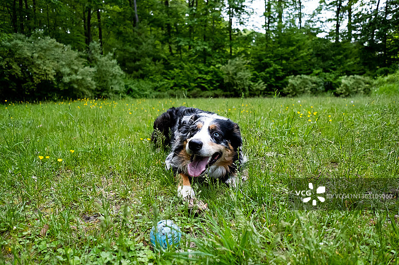 澳大利亚牧羊犬图片素材