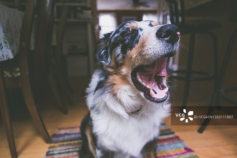 室内的澳大利亚牧羊犬图片素材