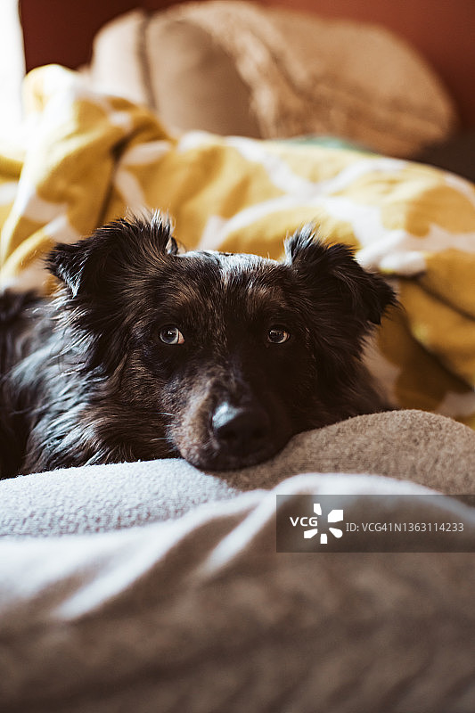 澳大利亚牧羊犬图片素材