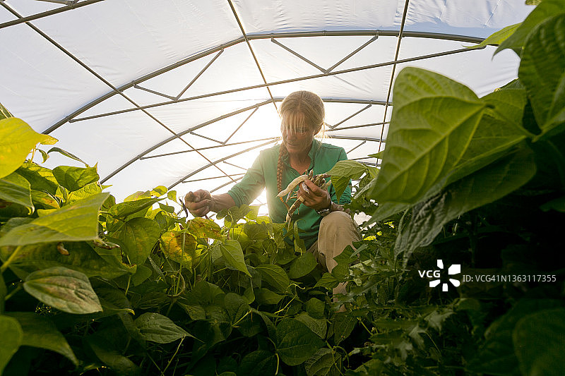 有机园艺图片素材
