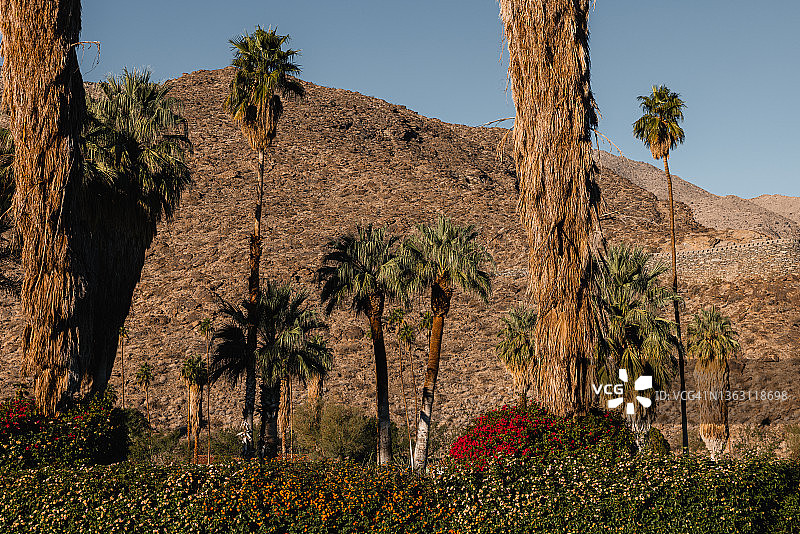 棕榈泉图片素材