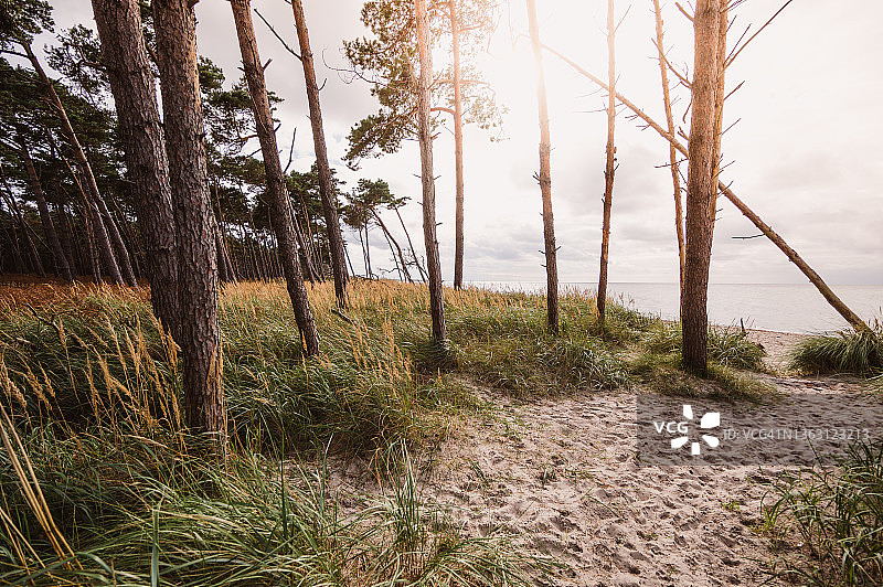 海滩树木图片素材