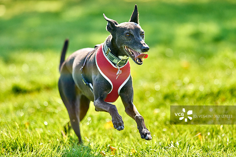 惠比特犬奔跑图片素材