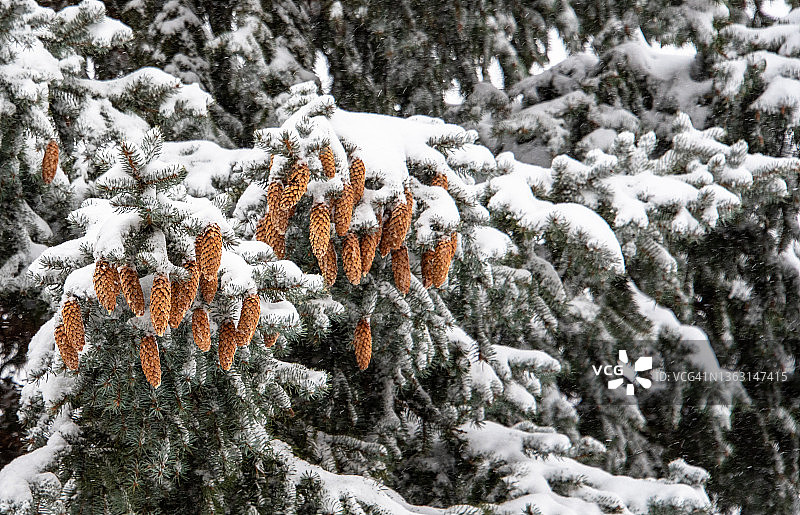 蓝云杉树上的积雪图片素材