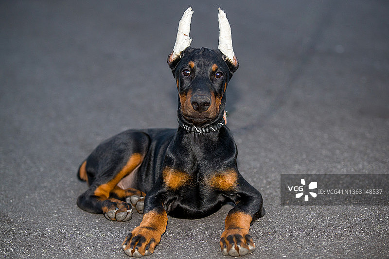 杜宾犬幼犬图片素材