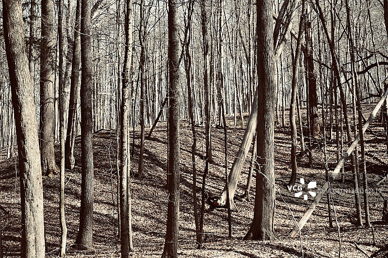 光秃秃的树木森林图片素材