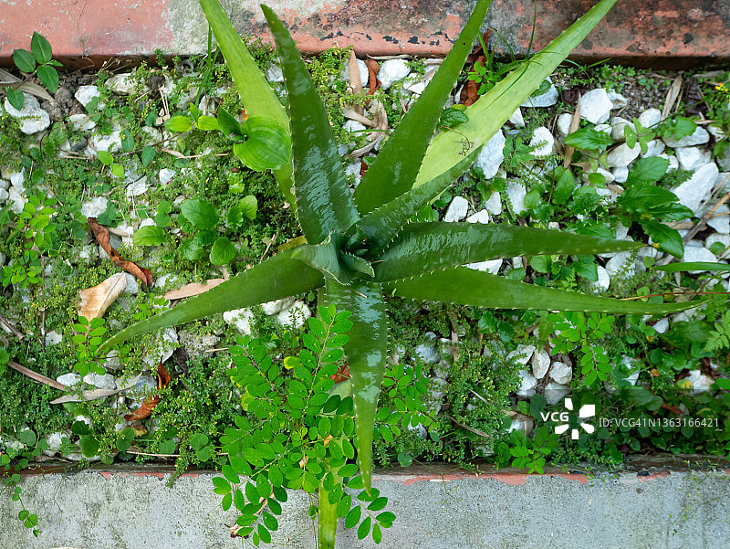 花园里的大叶绿色植物芦荟图片素材
