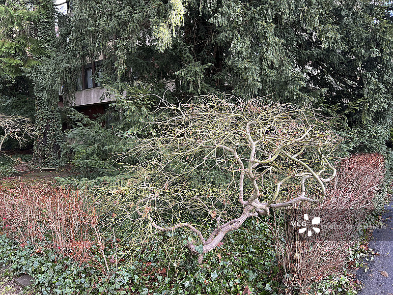 冬季无叶的鸡爪槭图片素材