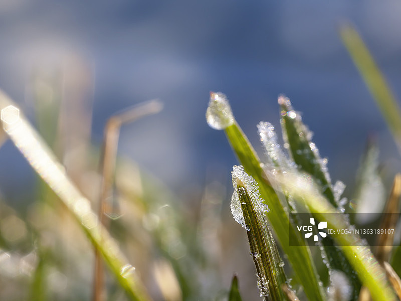 草坪上的晨霜图片素材