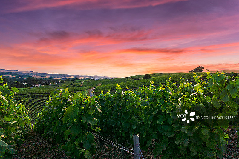 法国兰斯山区香槟葡萄园图片素材