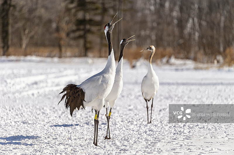丹顶鹤图片素材