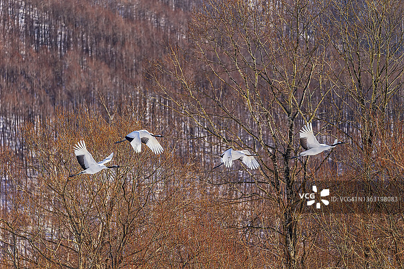 丹顶鹤图片素材