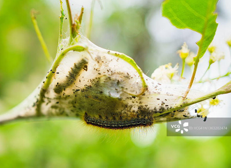 毛毛虫特写昆虫巢图片素材